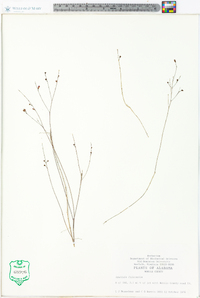 Agalinis filicaulis image