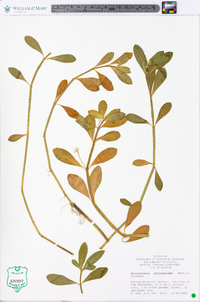 Alternanthera philoxeroides image