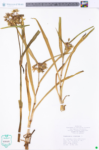 Tradescantia virginiana image