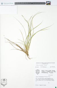 Carex seorsa image