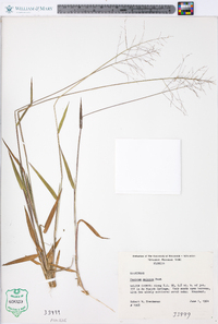 Panicum malacon image