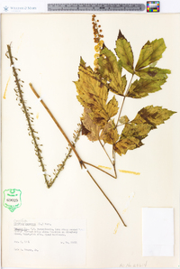 Actaea racemosa image