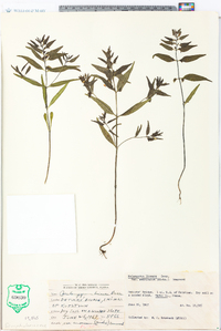 Melampyrum lineare image