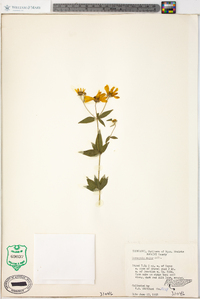 Coreopsis major image