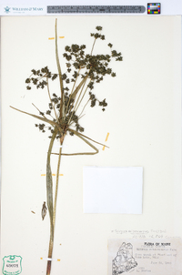 Scirpus microcarpus image