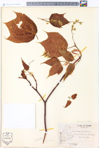 Acer pensylvanicum image