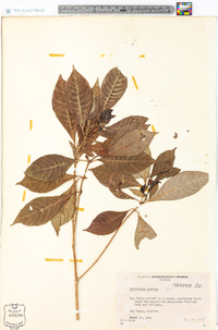 Psychotria nervosa image