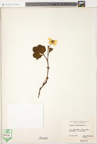 Rubus chamaemorus image