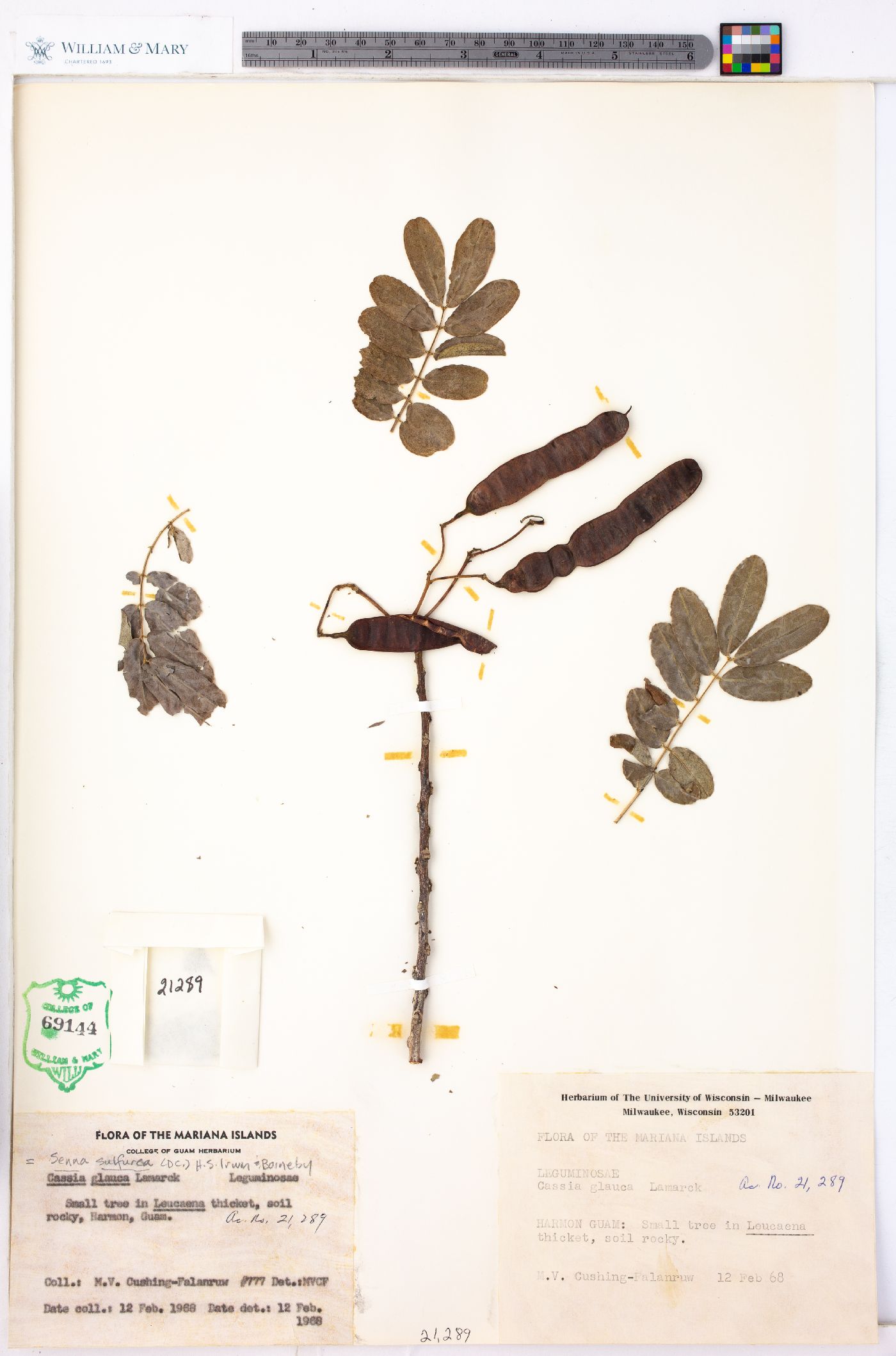 Senna sulfurea image