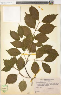 Viburnum rafinesqueanum image