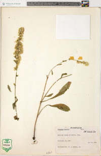 Solidago hispida image