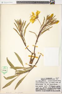 Oenothera macrocarpa image