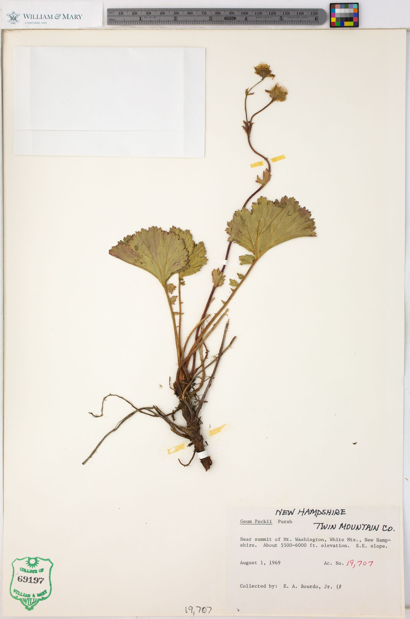 Geum peckii image