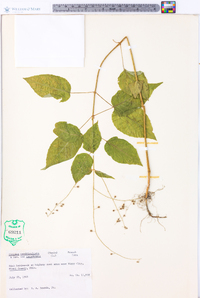 Circaea canadensis image