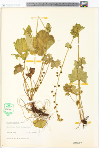 Mitella caulescens image