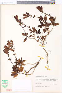 Penstemon menziesii image