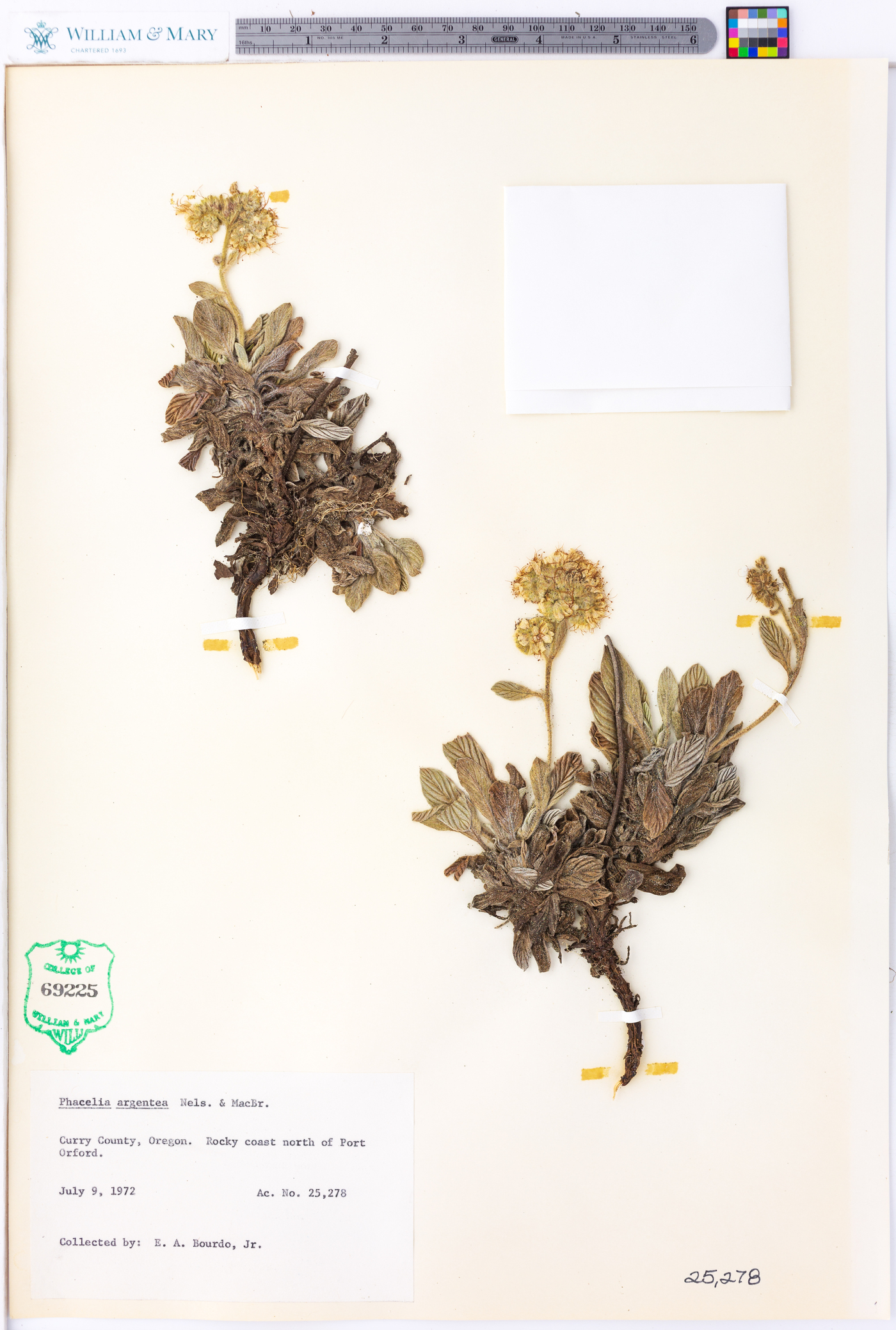 Phacelia argentea image