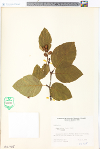 Alnus crispa image