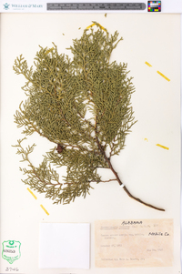 Chamaecyparis thyoides image