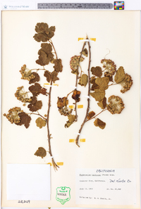 Physocarpus capitatus image