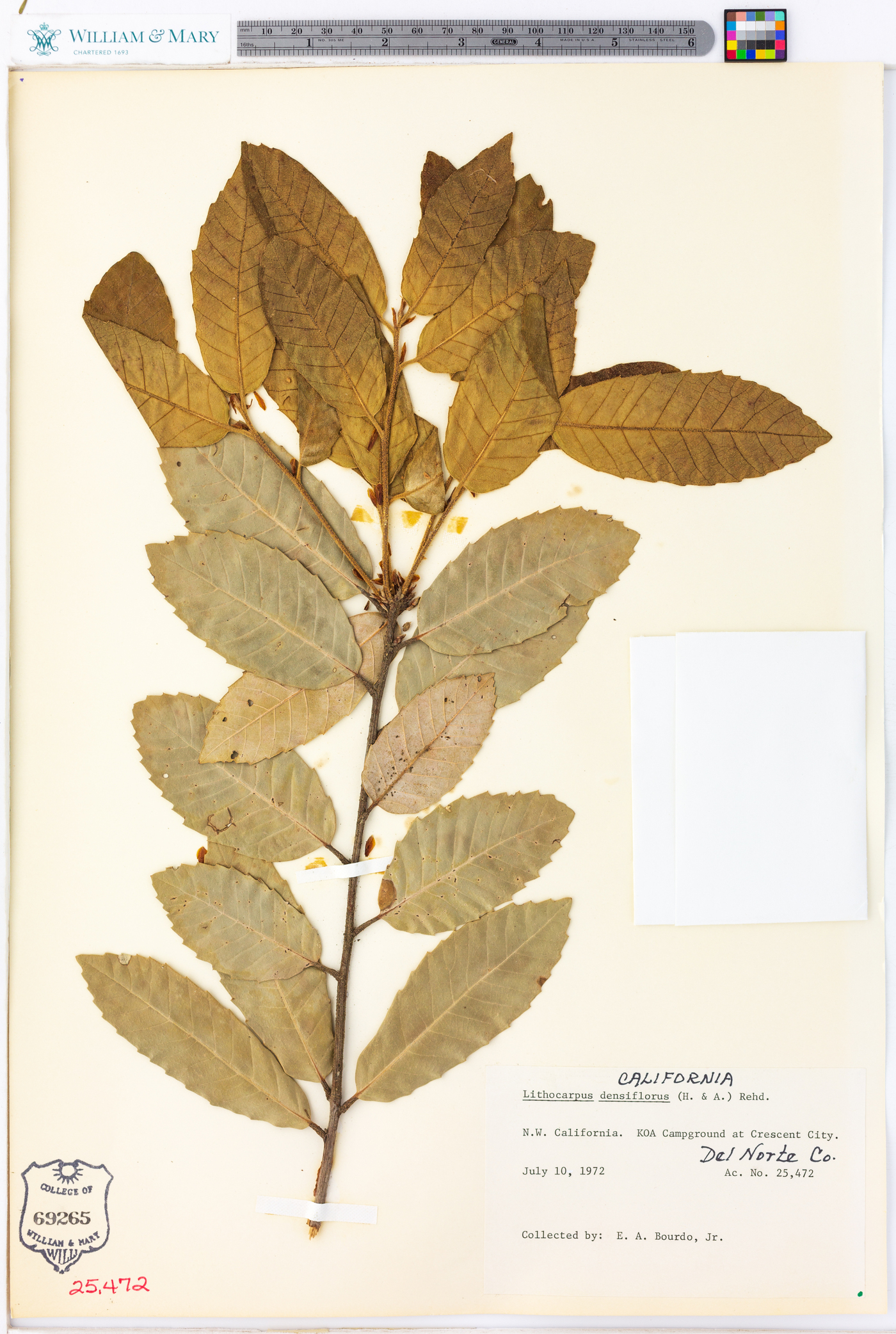 Lithocarpus densiflorus image