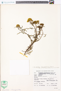 Eriophyllum staechadifolium image