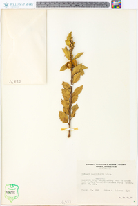 Quercus chrysolepis image