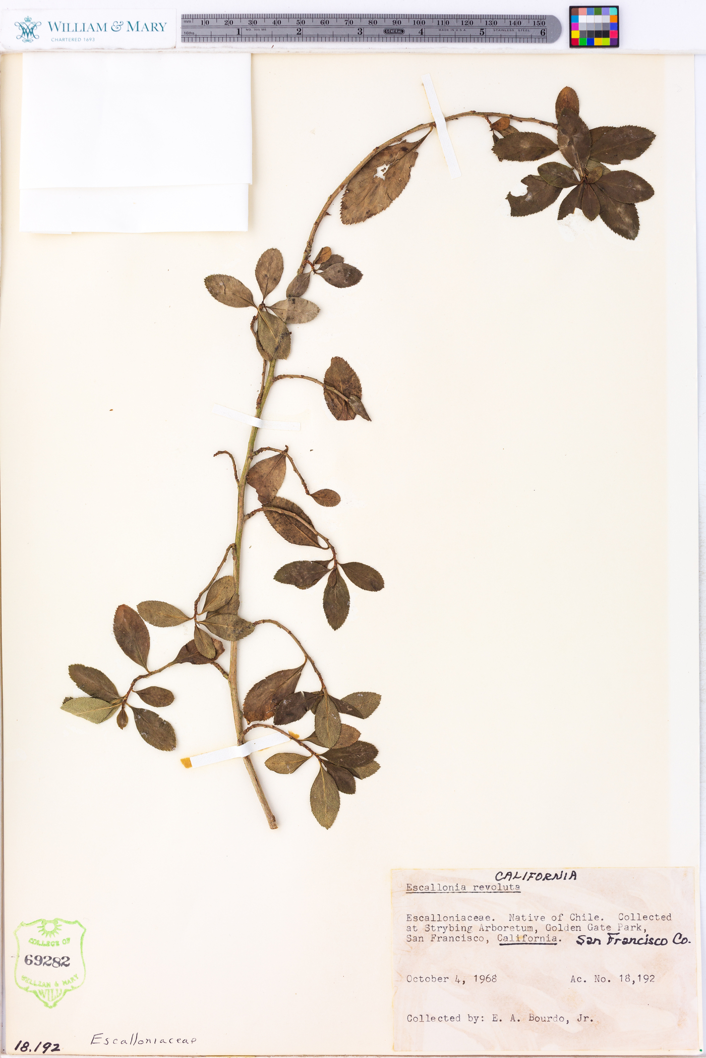 Escallonia revoluta image