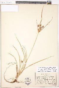 Cyperus retrorsus image