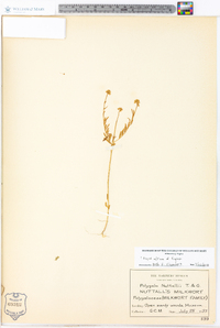 Polygala nuttallii image