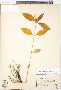 Ruellia caroliniensis image