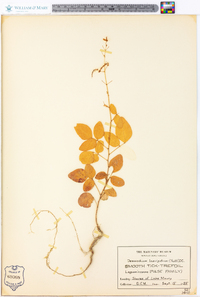 Desmodium laevigatum image