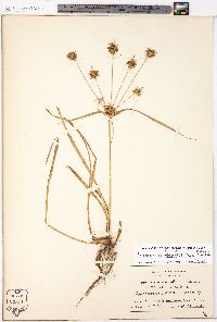 Cyperus retrofractus image