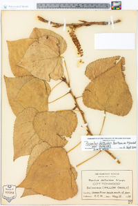 Populus deltoides subsp. deltoides image