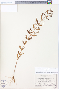 Trichostema dichotomum image