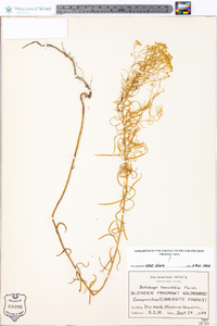 Solidago tenuifolia image