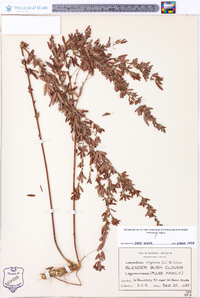 Lespedeza virginica image