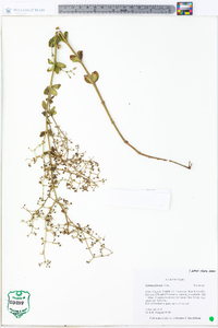 Galium pilosum image