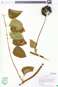 Smilax herbacea var. herbacea image