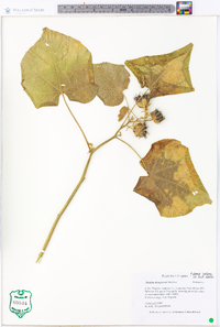 Abutilon theophrasti image