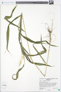 Elymus hystrix image