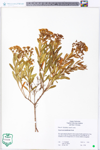 Hypericum densiflorum image