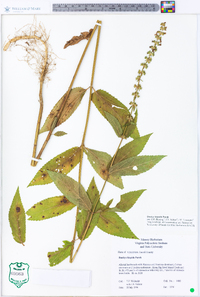 Stachys hispida image