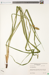 Carex typhina image