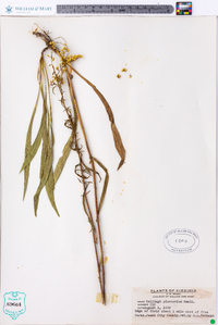 Solidago pinetorum image