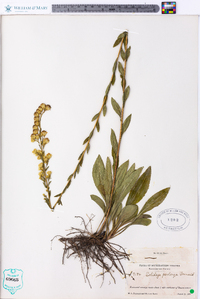 Solidago perlonga image