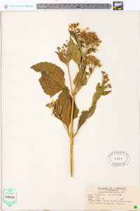 Verbesina occidentalis image