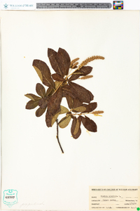 Clethra alnifolia image