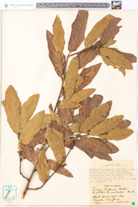 Quercus rudkinii image