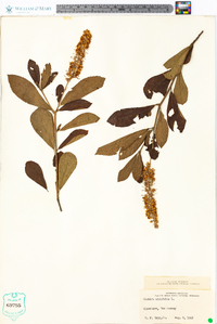 Clethra alnifolia image